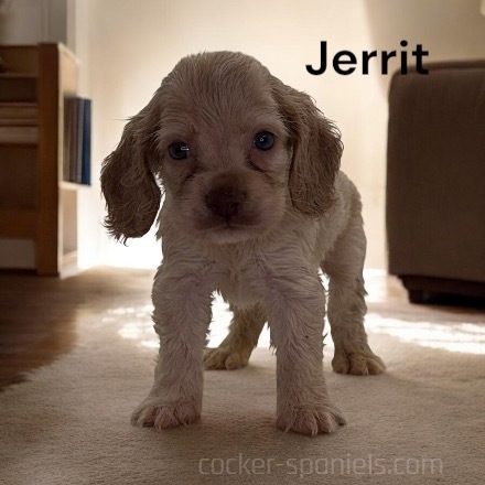 puppy, for, sale, Cocker Spaniel, Joe & Cherri  Overlease, dog, breeder, Miller, MO, dog-breeder, puppy-for-sale, forsale, nearby, find, puppyfind, locator, puppylocator, aca